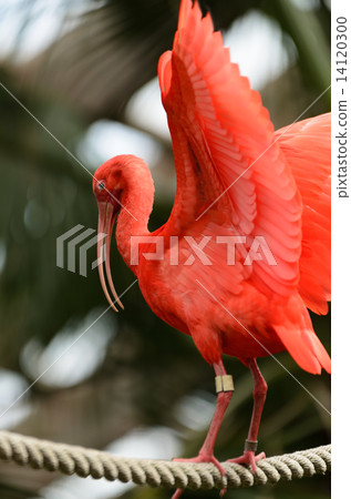 ibis ibis 14120300