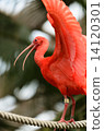 ibis 14120301