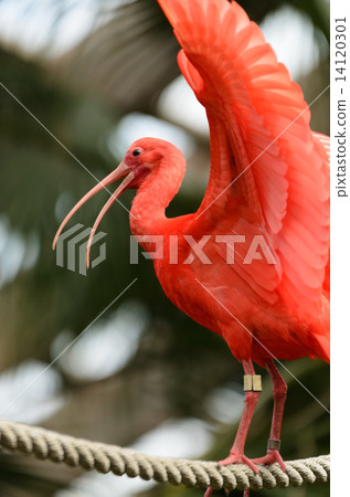 ibis 14120301
