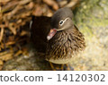 duck 14120302