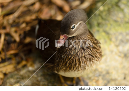 duck duck 14120302