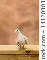 DOVE 14120303