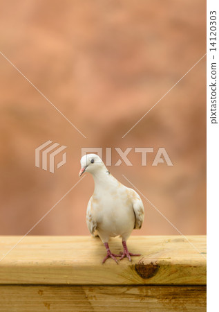 DOVE 14120303