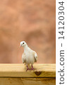 DOVE 14120304