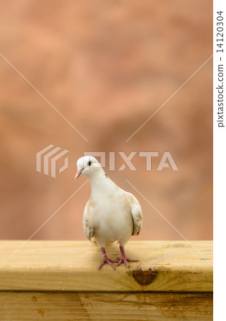 DOVE DOVE 14120304