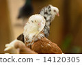 DOVE 14120305