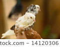 DOVE 14120306