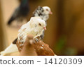 DOVE 14120309