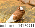 DOVE 14120311