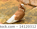 DOVE 14120312