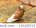 DOVE 14120313
