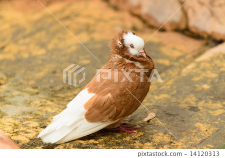 DOVE 14120313