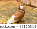 DOVE 14120314