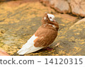 DOVE 14120315