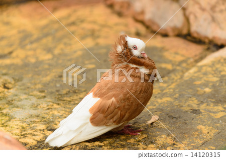DOVE 14120315