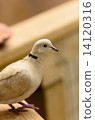 DOVE 14120316