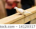 DOVE 14120317