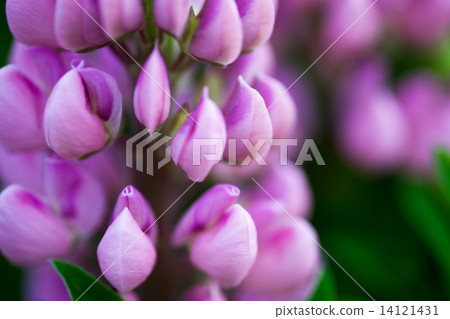 Lupin flowers (Lupinus) 14121431
