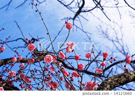 Red plum with full bloom and blue sky 14121660