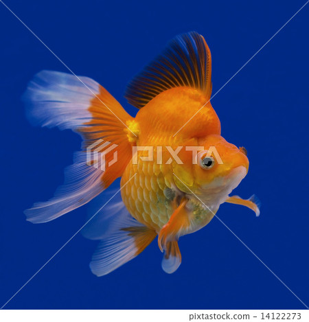 goldfish goldfish 14122273