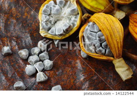 秋天月亮桃子 14122544