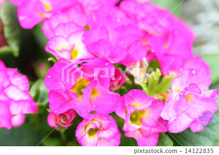 Spring has come Primula Julian Flowers Spring has come Primula Julian Flowers 14122835