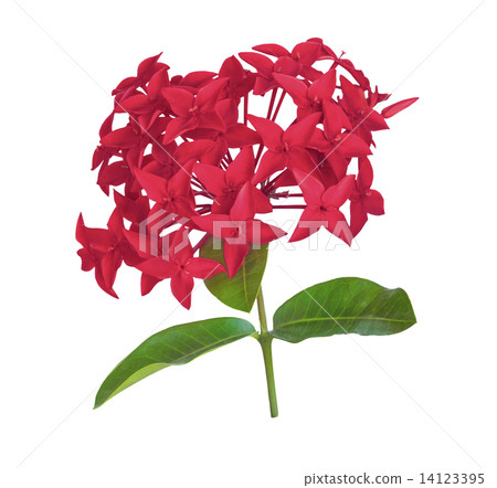 Red rubiaceae flower isolated 14123395