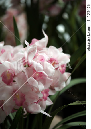 蘭花花 14123476