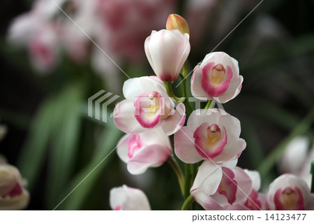 Orchid flower Orchid flower 14123477