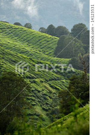 Cameron Highland, Malaysia Cameron Highland, Malaysia 14123531