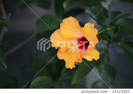 Hibiscus Hibiscus 14123885