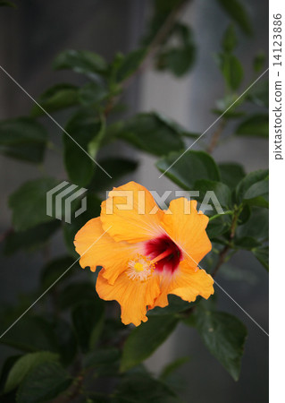 Hibiscus 14123886