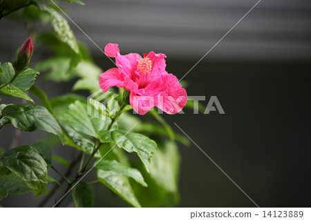 Hibiscus Hibiscus 14123889