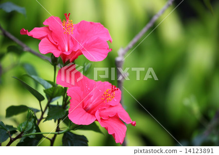 Hibiscus Hibiscus 14123891