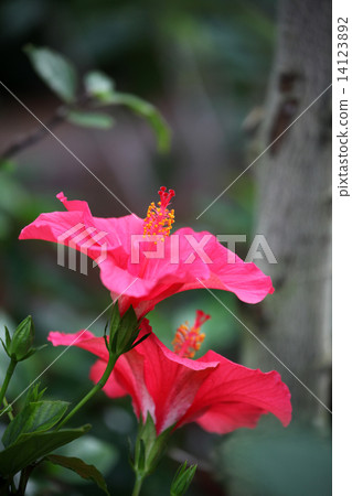 Hibiscus 14123892