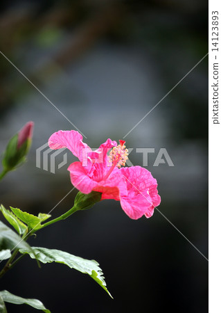 Hibiscus 14123893