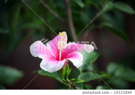 Hibiscus 14123894