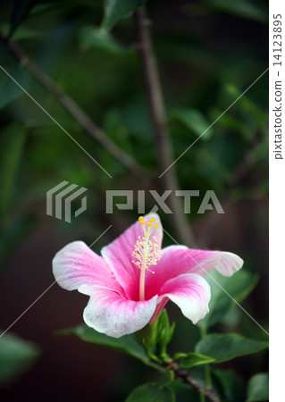 Hibiscus 14123895