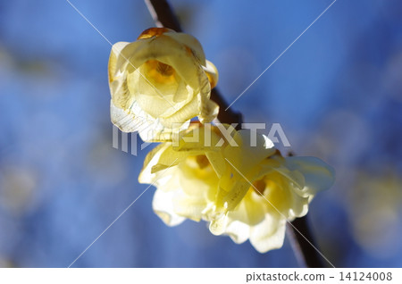 Blooming of wax plums Ogose plum forest 14124008