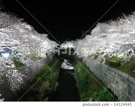 Yamazaki River Yozakura 3 14124045