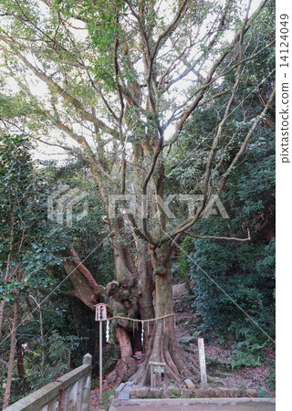 Ishinaki Hachimangu Shrine標籤樹 14124049