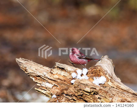 Freshwater fish Freshwater fish 14124160