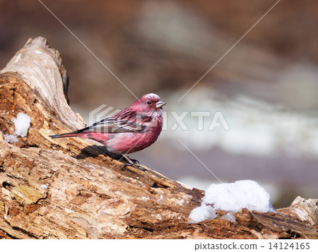 Freshwater fish Freshwater fish 14124165