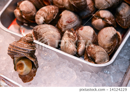 Scared shell and shellfish Scared shell and shellfish 14124229