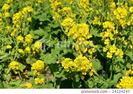 強姦開花 強姦開花 14124247