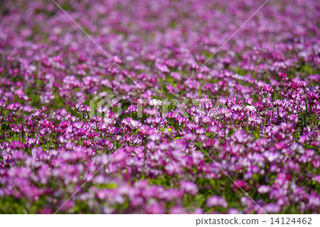 恒河猴（白花） 14124462
