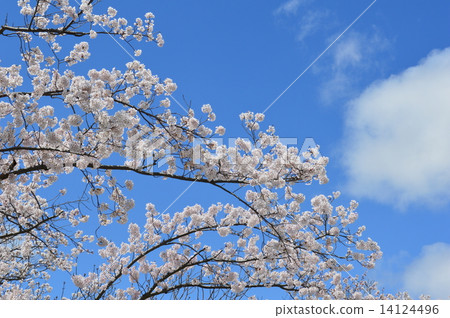 Sakura and sky 14124496