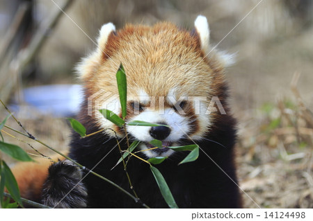 Lesser panda 14124498