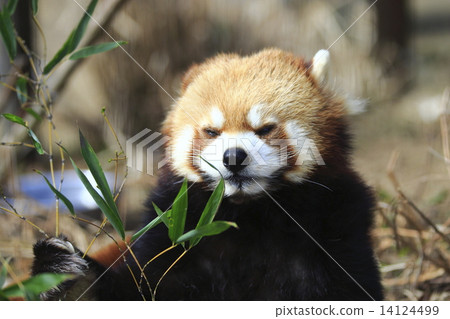 Lesser panda Lesser panda 14124499