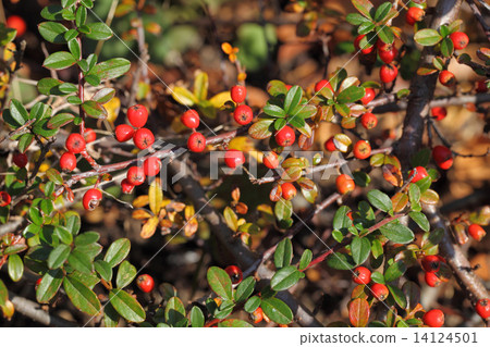 Cotene Astor Dumeri的紅色水果 14124501